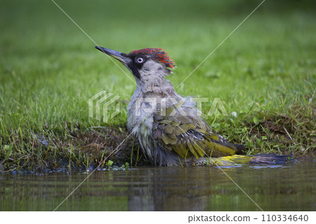 Female European green woodpecker (Picus viridis) has taken a bath in a water pond 110334640