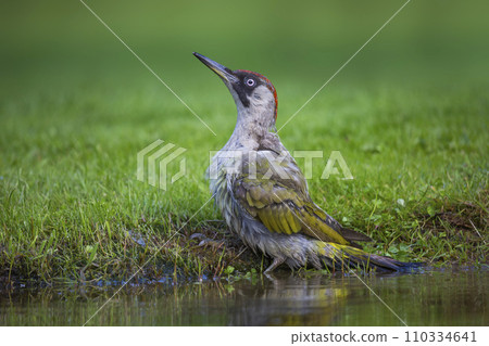 Female European green woodpecker (Picus viridis) has taken a bath in a water pond Female European green woodpecker (Picus viridis) has taken a bath in a water pond 110334641