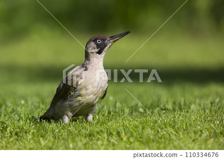 Female European green woodpecker (Picus viridis) 110334676