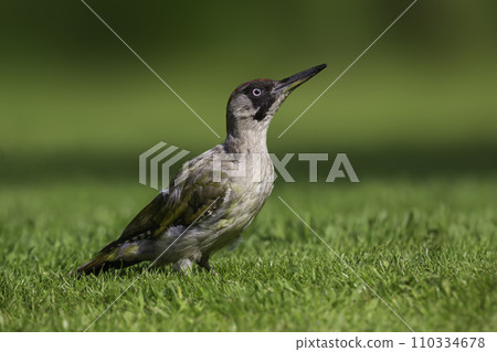 Female European green woodpecker (Picus viridis) 110334678