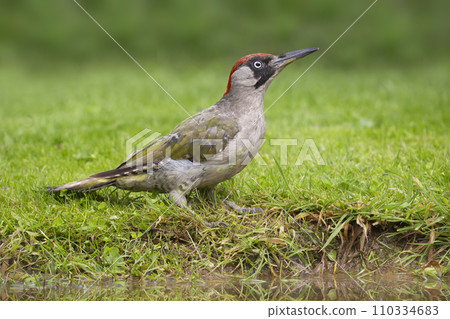 Female European green woodpecker (Picus viridis) 110334683