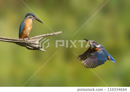Two common kingfisher (Alcedo atthis) birds in the Netherlands 110334684