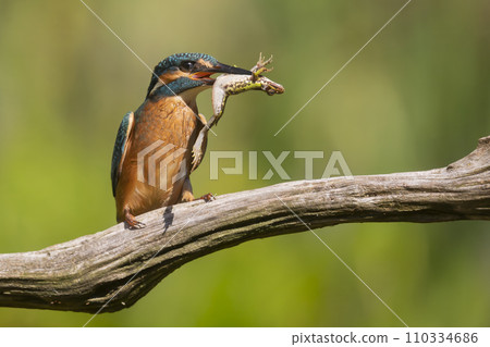 Common kingfisher (Alcedo atthis) eating a green frog in the Netherlands 110334686