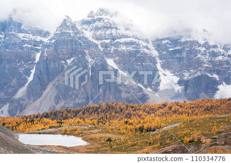 Golden yellow larch forest in Fall season. Larch Valley, Banff National Park, Canadian Rockies, Alberta, Canada. Valley of the Ten Peaks in the background. Golden yellow larch forest in Fall season. Larch Valley, Banff National Park, Canadian Rockies, Alberta, Canada. Valley of the Ten Peaks in the background. 110334776