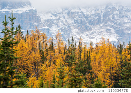 Golden yellow larch forest in Fall season. Larch Valley, Banff National Park, Canadian Rockies, Alberta, Canada. Valley of the Ten Peaks in the background. Golden yellow larch forest in Fall season. Larch Valley, Banff National Park, Canadian Rockies, Alberta, Canada. Valley of the Ten Peaks in the background. 110334778