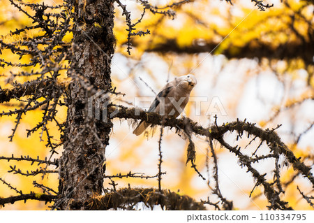 Clark's Nutcracker ( Nucifraga columbiana ) perching on a branch of yellow larch tree. Larch Valley, Banff National Park, Canadian Rockies, Alberta, Canada. Close-up shot. Clark's Nutcracker ( Nucifraga columbiana ) perching on a branch of yellow larch tree. Larch Valley, Banff National Park, Canadian Rockies, Alberta, Canada. Close-up shot. 110334795