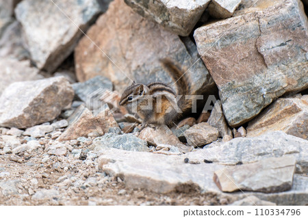 Chipmunk foraging on a rock crevice. Close-up shot. 110334796