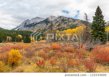 Colorful autumnal vegetation, forest and grassland in Banff National Park. Canadian Rockies, Alberta, Canada. 110334800