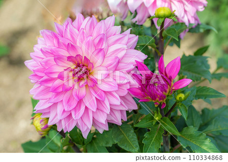 Flowers around the house - various seasons - large flowers swaying in the autumn breeze - beautiful pink dahlias Flowers around the house - various seasons - large flowers swaying in the autumn breeze - beautiful pink dahlias 110334868
