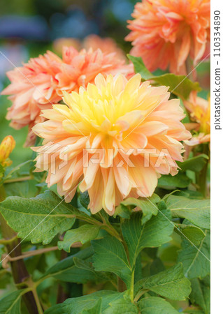 Flowers around the house - various seasons - large flowers swaying in the autumn breeze - beautiful pink dahlias Flowers around the house - various seasons - large flowers swaying in the autumn breeze - beautiful pink dahlias 110334890