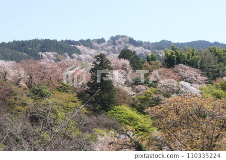 World Heritage Site Nara Prefecture Yoshino Mountain Cherry Blossom Scenery 110335224