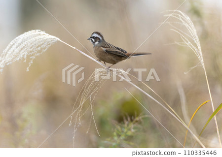  White fish 110335446