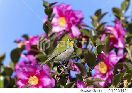 White-eye White-eye 110335454