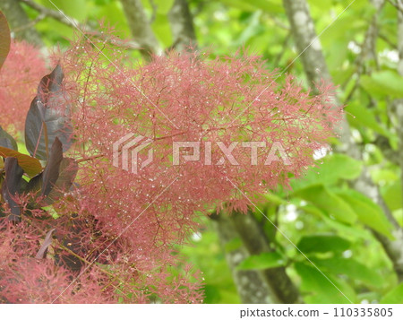 赤花煙樹 110335805
