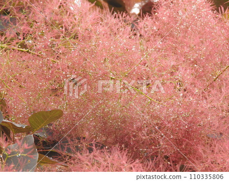 帶有水滴的赤花煙樹 110335806