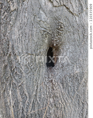 tree hole cavity tree hole cavity 110335909