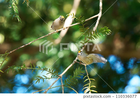 Yellow-bellied flycatcher perching on a coniferous tree Yellow-bellied flycatcher perching on a coniferous tree 110336077