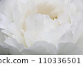 White peony 110336501