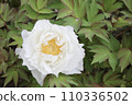 White peony 110336502