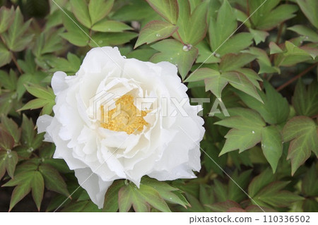 白牡丹 110336502