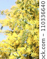 Mimosa close-up 110336640