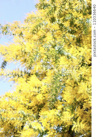 Mimosa close-up Mimosa close-up 110336640