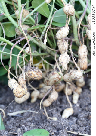 peanuts harvested in the field 110336754