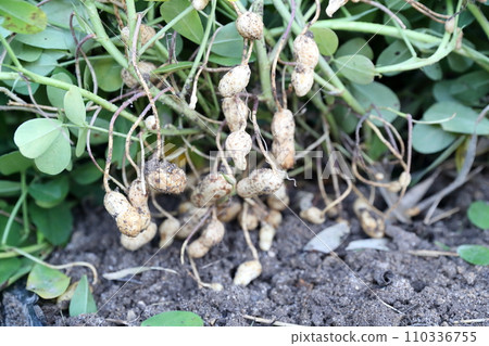 peanuts harvested in the field 110336755