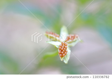 小花種堇菜(三色堇) 小花種堇菜(三色堇) 110336782