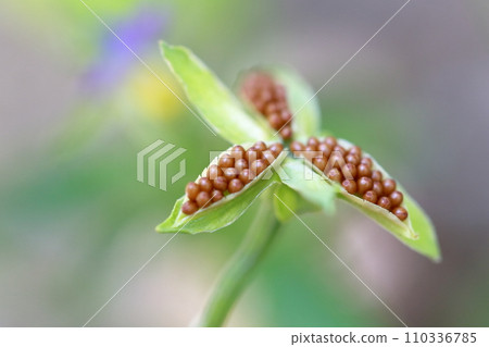小花種堇菜(三色堇) 小花種堇菜(三色堇) 110336785