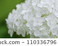 White hydrangea 110336796