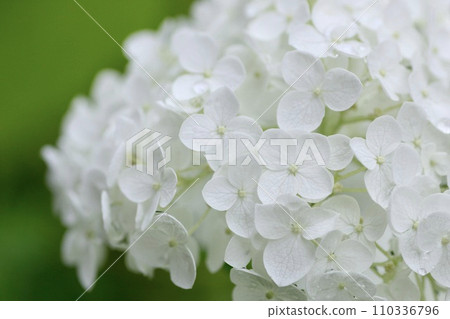 White hydrangea White hydrangea 110336796