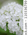 White hydrangea 110336799