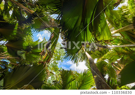 The Vallee De Mai palm forest. May Valley, island of Praslin, Seychelles 110336830