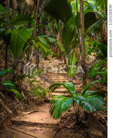 The Vallee De Mai palm forest. May Valley, island of Praslin, Seychelles 110336836