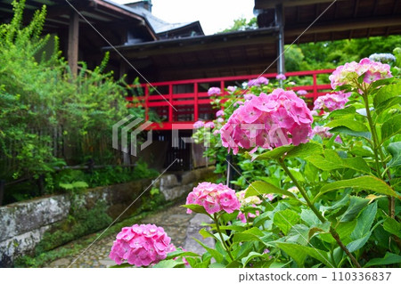 寺院內盛開的繡球花（摩本寺） 110336837