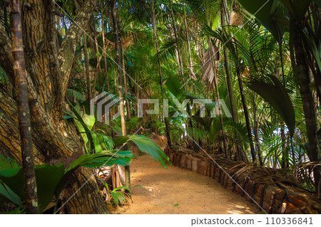 The Vallee De Mai palm forest. May Valley, island of Praslin, Seychelles The Vallee De Mai palm forest. May Valley, island of Praslin, Seychelles 110336841