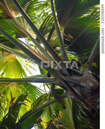 Coco de mer or sea coconut, or double coconut is the largest and sexiest nut in the world. Seychelles Coco de mer or sea coconut, or double coconut is the largest and sexiest nut in the world. Seychelles 110336844