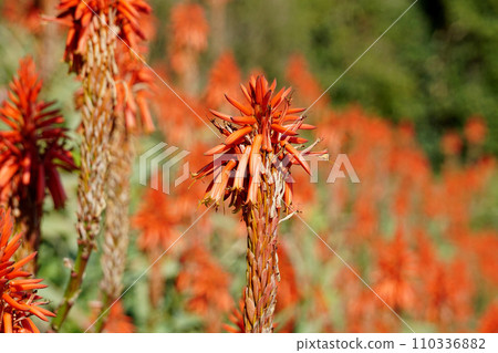 Aloe flowers 110336882