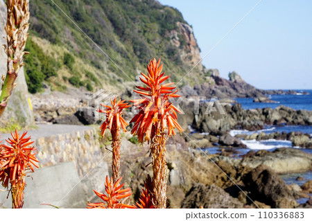 Aloe flowers 110336883
