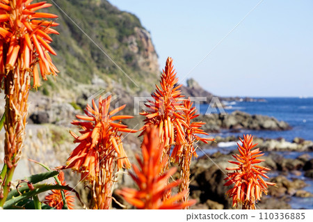 Aloe flowers Aloe flowers 110336885