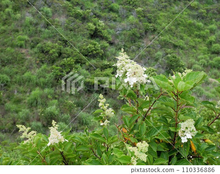 Aso plant Noritsugi (Kumamoto Prefecture) Aso plant Noritsugi (Kumamoto Prefecture) 110336886