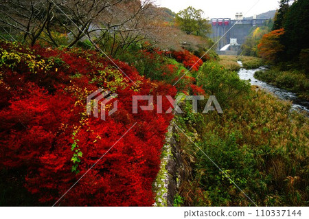 Habu Dam embankment and autumn leaves seen from downstream 110337144