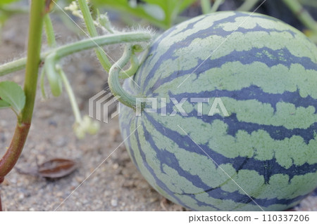 標準夏季水果(西瓜、西瓜) 標準夏季水果(西瓜、西瓜) 110337206