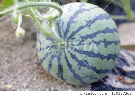 Standard summer fruits (watermelon, watermelon) 110337208
