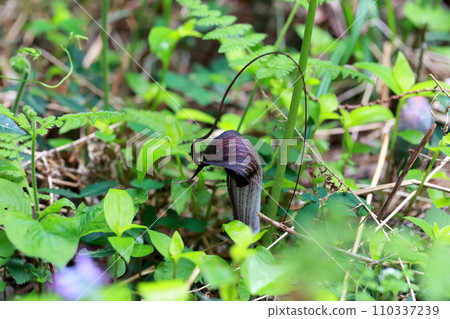 A rare spring flower that resembles a snake (Urashimaso, Urashimaso) 110337239