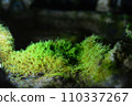 洞穴苔蘚 110337267