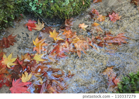 楓樹漂浮在水中 楓樹漂浮在水中 110337279