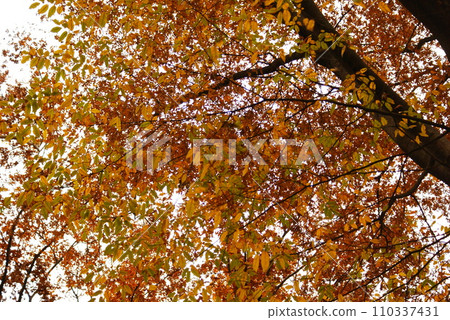 Color Autumn leaves Plant Autumn Park (Registered in January 2024) Color Autumn leaves Plant Autumn Park (Registered in January 2024) 110337431
