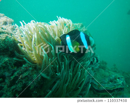 Clownfish seen at Tago diving in Izu 110337438